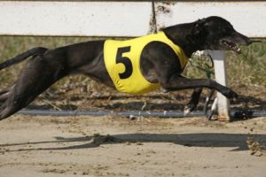 Greyhound Race Dog Number 5 300x200 